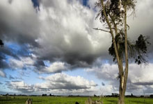 米蘭為引進吉魯願掏300萬鎊分手費.